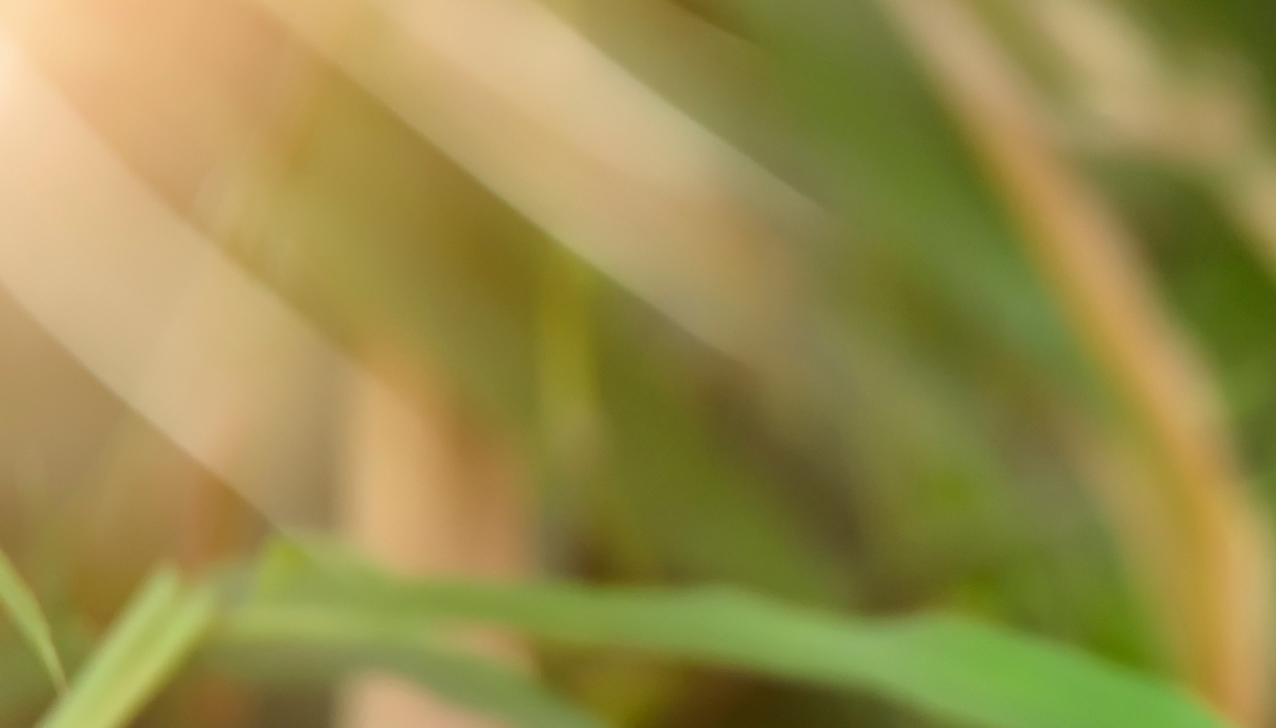 Bid Training and coaching